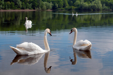 white swans group on the lake swim well under the bright sun