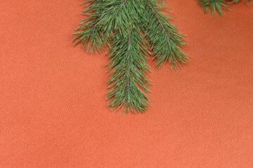 On an orange fabric background, a frame made of live fluffy pine branches.