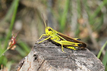 large grasshopper sitting on tree stump in bright sunlight