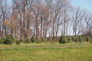Field of Christmas Trees