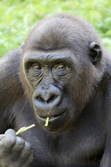 Western Lowland Gorilla eating plant stems