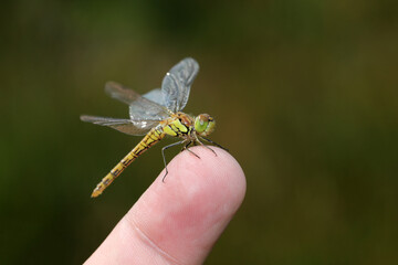 Meadowhawk sitting on human finger, close up shot