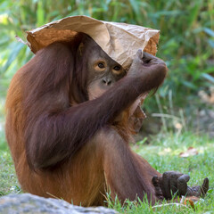 Bornean orangutan with paper sheet on head © Edwin Butter