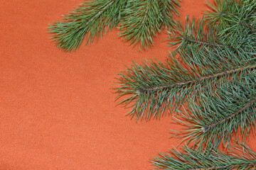 On an orange fabric background, a frame made of live fluffy pine branches.