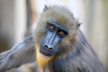 view of young Mandrill looking at camera
