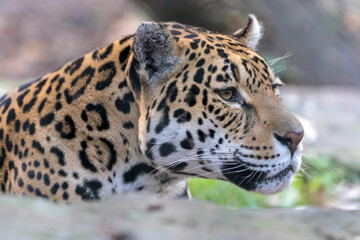 Fototapeta na wymiar Jaguar looking away, close up shot