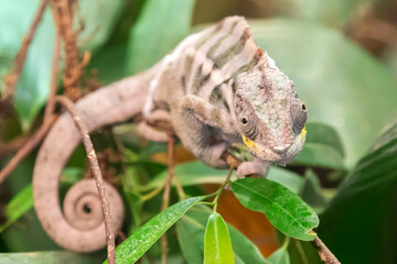 panther chameleon on plant with lush green leaves