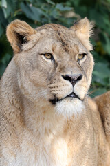 Obraz na płótnie Canvas Lioness looking away, close up