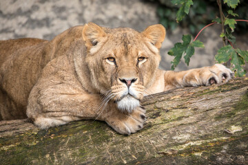 Obraz na płótnie Canvas Lioness lying on tree and looking at camera