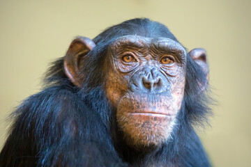 close up shot of chimpanzee head - obrazy, fototapety, plakaty
