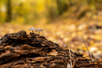 Autumn composition with small mushrooms in the foreground on a blurred background in Pilis.