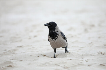 Common birds from the beach by the sea