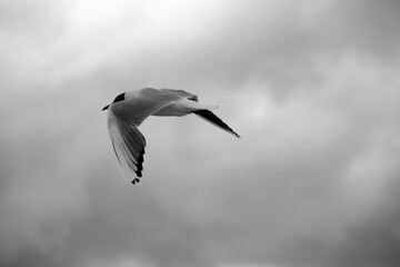 Common birds from the beach by the sea