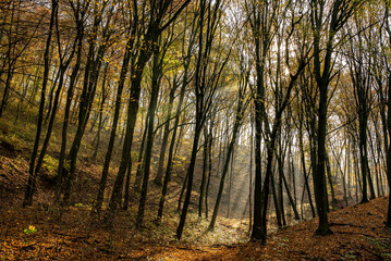 Autumn forest with sunbeams in Pilis near Devil's Mill Waterfall.