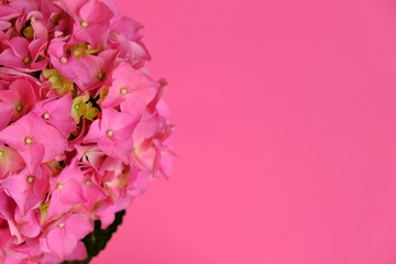 Pink hydrangea flower.Floral Greeting Card.Bright Pink Flower on a bright pink background.Delicate Floral Background with copy space.Spring mood.International womens day and mothers day 