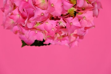Pink hydrangea flower close-up.Floral Greeting Card.Bright Pink Flower on a bright pink background.Delicate Floral Background with copy space.Spring mood.International womens day and mothers day 