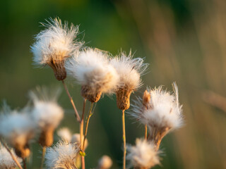 Mechaty oset w świetle wschodu słońca 