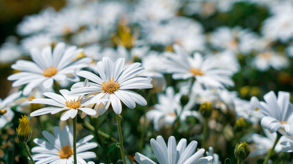 Obraz premium daisies in the garden