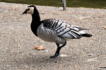 goose on the beach