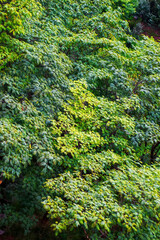 Overlooking the lush canopy in summer
