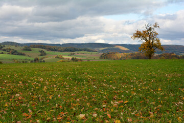 Colorful autumn leaves on the meadow in nature with tree