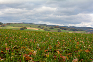 Fototapeta na wymiar Autumn leaves on the meadow in landscape