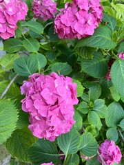 pink hydrangea flowers