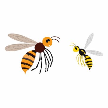 Hornet and wasp, differences. Vector illustration isolate.