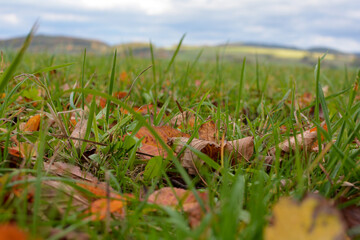 Autumn leaves on the gtass in nature