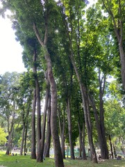 Fototapeta premium trees in the park