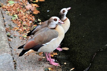 A close up of an Egyptian Goose