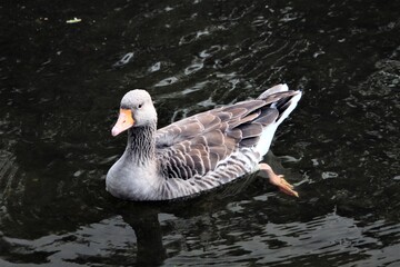 A Greylag Goose on the water