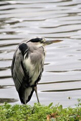 great blue heron