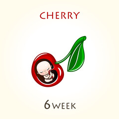 Stages of development of pregnancy, the size of the embryo for weeks. Human fetus inside the uterus. 6 week of 42 weeks of pregnancy. Vector illustrations cherry
