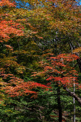 Autumn October, Jilin Jiaohe Red Leaf Valley Red Leaf Landscape