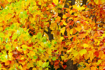 Naklejka na ściany i meble background of yellow maple leaves in autumn city park, beautiful nature