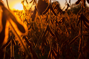 Soybean field at sunset