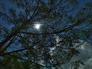 Obraz premium trees in the sky