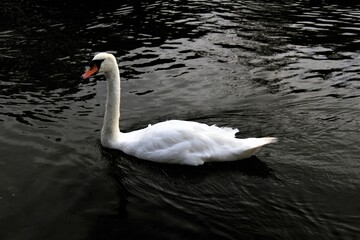 A Mute Swan on the water