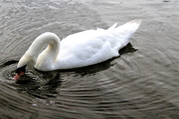 A Mute Swan on the water