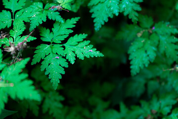 green leaves background