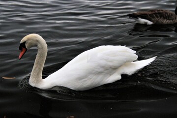 A Mute Swan on the water