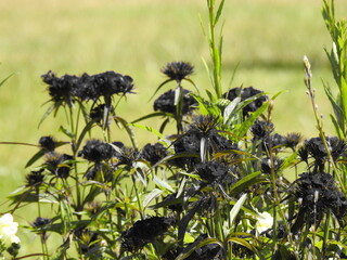Black flowers