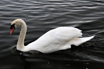 A Mute Swan on the water