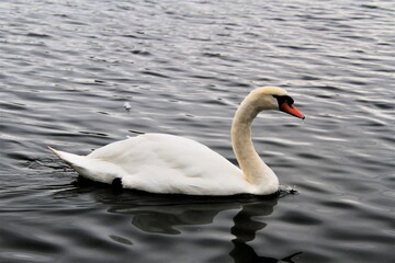Obraz premium A Mute Swan on the water