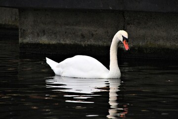 A Mute Swan on the water