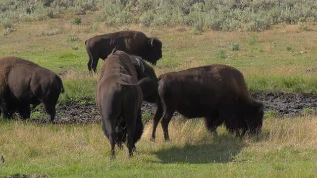 Male bison during the rut checking female cows with sound