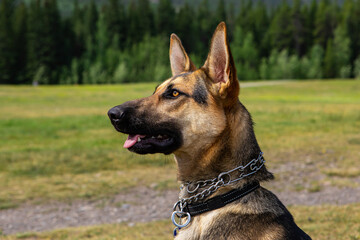 Head shot close up of a german shepherd with pointed ears with a leather and chain collar looking interestedly at something. Blurry background.