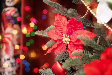 Fototapeta na wymiar Red Christmas star, blooming poinsettia, milkweed, on the Christmas tree-a symbol of prosperity and comfort in the house. The concept of new year and Christmas.