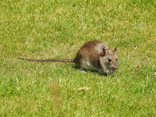 Mouse on the grass